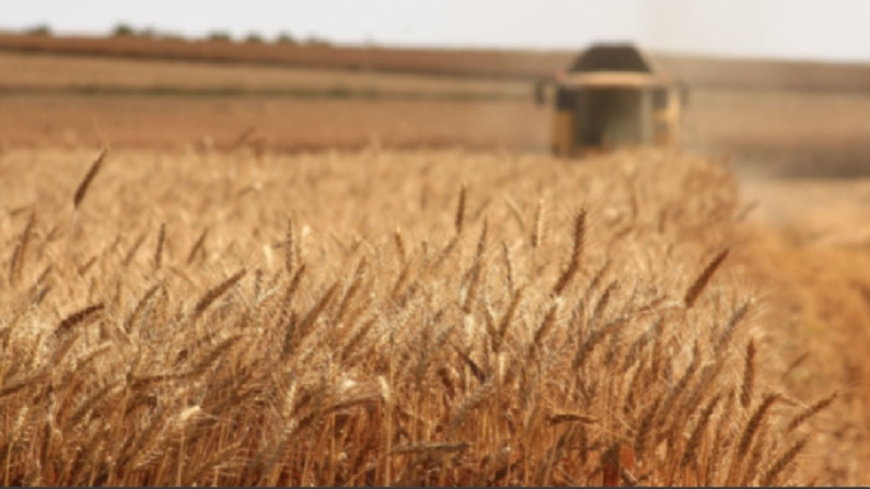 In the midst of the Russia Ukraine war, wheat exports on the rise