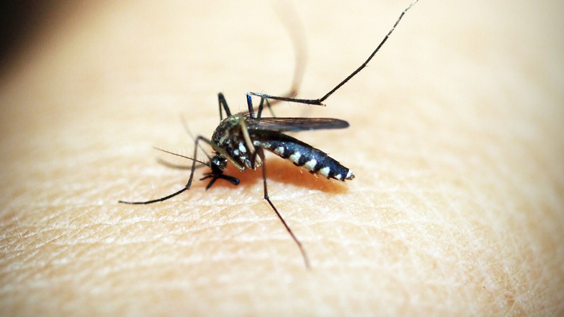 Dengue outbreak: Should you buy vector borne disease specific health insurance